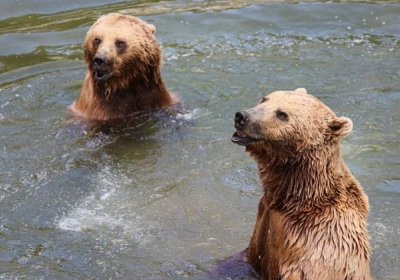 Dos óssos al parc de Naturlàndia (Ara.ad).